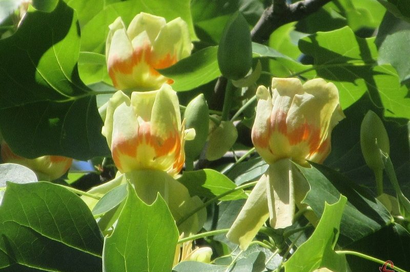 На Хмельниччині зацвіло одне з найстаріших тюльпанових дерев України
