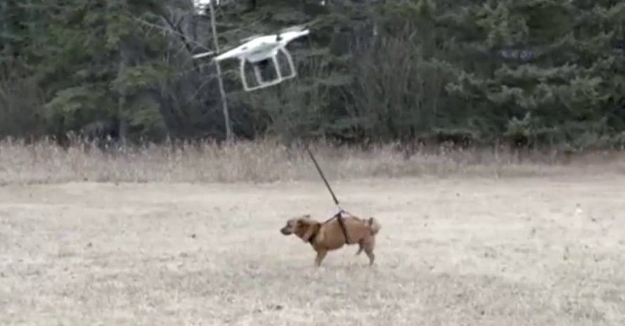 В Одесі бездомних собак відловлюватимуть за допомогою дронів